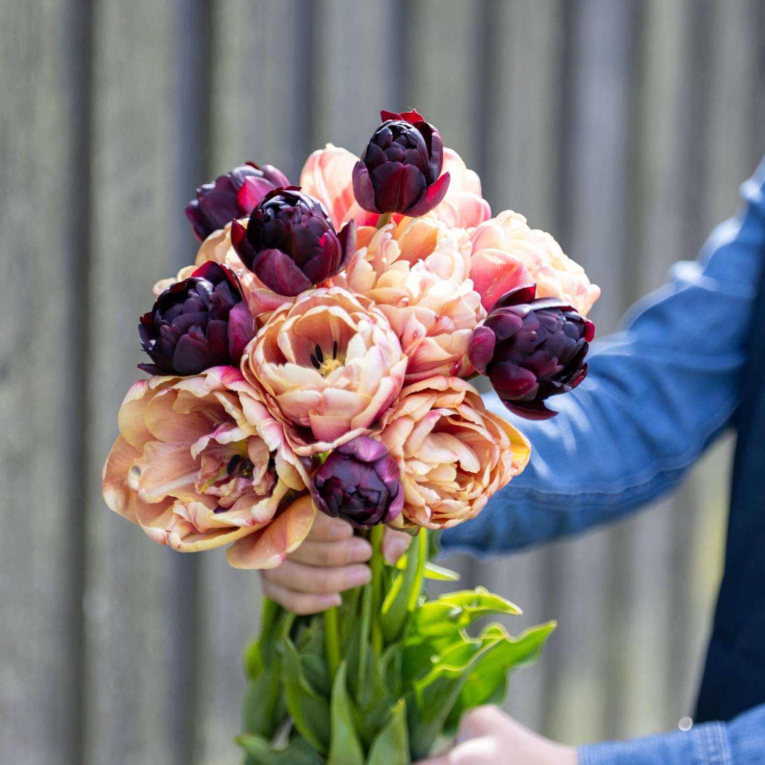 Mélange de tulipes 'Nadjas'